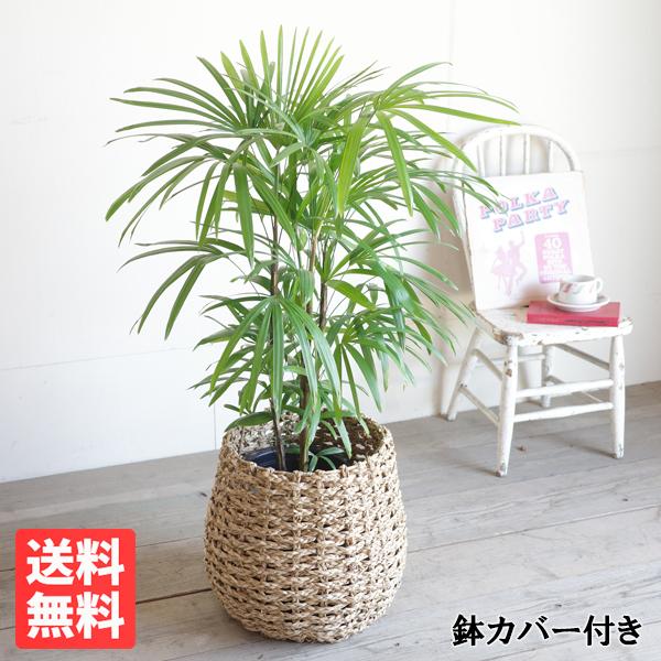 棕櫚竹 シュロチク 手編みバスケット付き 寒さに強い 観葉植物 送料無料 中型 大型