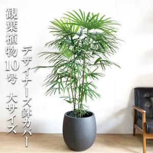 シュロチク 棕櫚竹 観葉植物 10号 大型 寒さに強い おしゃれ 鉢植え