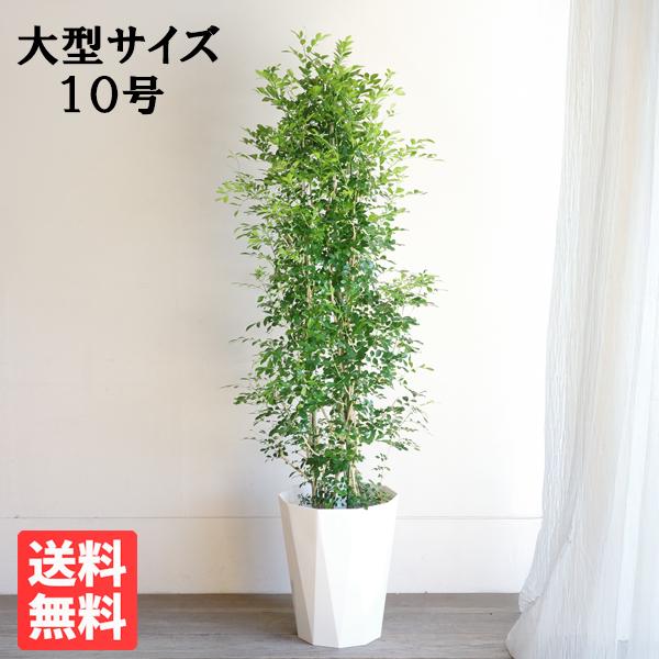 シルクジャスミン 観葉植物 10号 大型 ゲッキツ 寒さに強い おしゃれ 鉢植え 本物 大きい