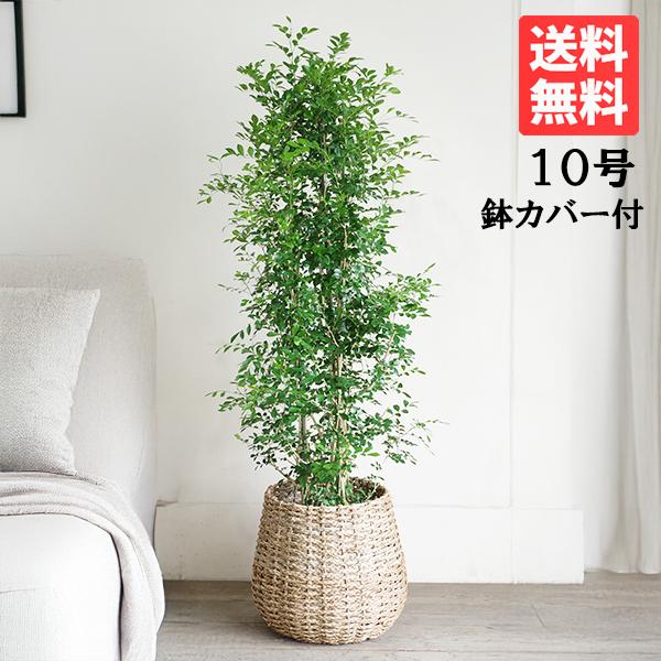 シルクジャスミン 観葉植物 10号 大型 ゲッキツ 手編みバスケット付き 寒さに強い おしゃれ 鉢植...