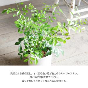 シルクジャスミン 選べるシリンダー型 鉢植え ...の詳細画像1