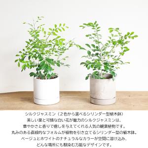 シルクジャスミン 選べるシリンダー型 鉢植え ...の詳細画像3