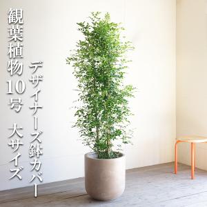 現品】アロエ・ラモシシマ/ラモシッシマ（別名：羅紋錦） 8号 白鉢（1