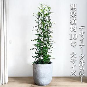 高性チャメドレア ヤシの木 観葉植物 10号 大型 キューブ型 高級鉢
