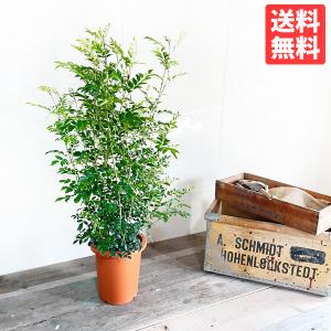 ココヤシ 7号 ヤシの木 観葉植物 ヤシの実 ヤシノミ 送料無料 ココナツ