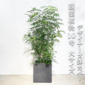 シェフレラ ホンコンカポック 観葉植物 10号 大型 斑入り イエロー