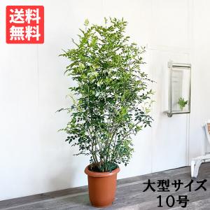 シマトネリコ トネリコ 観葉植物 10号 大型 鉢植え 株立ち 庭木 トネリコの木 インテリア ガーデニング 寒さに強い おしゃれ 鉢植え 本物 大きい｜pg869