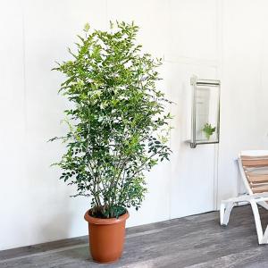 シマトネリコ トネリコ 観葉植物 10号 大型...の詳細画像1