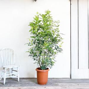 シマトネリコ トネリコ 観葉植物 10号 大型...の詳細画像2