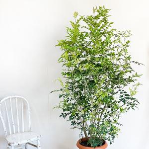 シマトネリコ トネリコ 観葉植物 10号 大型...の詳細画像3