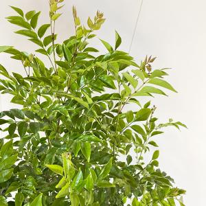 シマトネリコ トネリコ 観葉植物 10号 大型...の詳細画像4