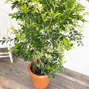 シマトネリコ トネリコ 観葉植物 10号 大型...の詳細画像5