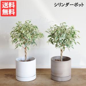 ベンジャミン スターライト ゴムの木 シリンダーポット 選べる２色 送料無料 観葉植物 フィカス ベンジャミン