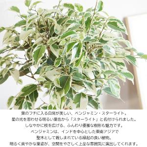 ベンジャミン スターライト ゴムの木 シリンダ...の詳細画像1