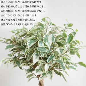 ベンジャミン スターライト ゴムの木 シリンダ...の詳細画像4