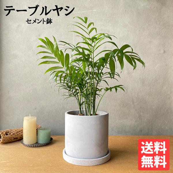 テーブルヤシ エレガンス アッシュグレー セメント鉢植え 観葉植物 卓上 本物 チャメドレア インテ...