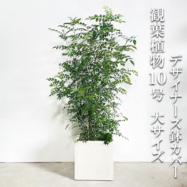 シマトネリコ トネリコ 観葉植物 10号 大型 キューブ型 高級鉢カバー付 アイボリー トネリコの木...