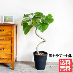 ベンジャミン 8号鉢 やわらかいかご付 観葉植物 送料無料 ゴムの木