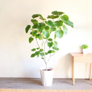 フィカス ウンベラータ 観葉植物 10号 大型...の詳細画像1