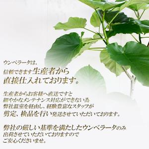 フィカス ウンベラータ 観葉植物 10号 大型...の詳細画像2
