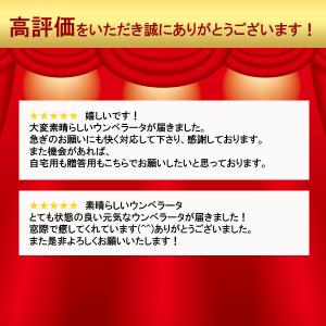 フィカス ウンベラータ 観葉植物 10号 大型...の詳細画像4