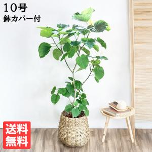 フィカス ウンベラータ 観葉植物 10号 大型 ゴムの木 手編みバスケット付 おしゃれ 鉢植え 本物 大きい｜pg869