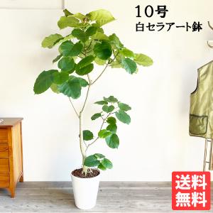 フィカス ウンベラータ 観葉植物 10号 大型 ゴムの木 ホワイトセラアート鉢植え おしゃれ 鉢植え...