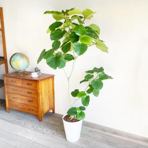 フィカス ウンベラータ 観葉植物 10号 大型...の詳細画像1