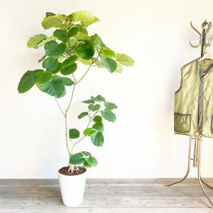 フィカス ウンベラータ 観葉植物 10号 大型...の詳細画像2