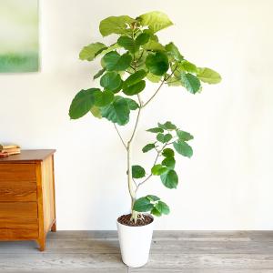 フィカス ウンベラータ 観葉植物 10号 大型...の詳細画像5