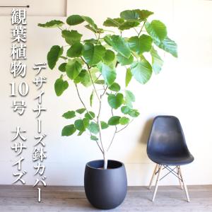 フィカス ウンベラータ 観葉植物 10号 大型 ナチュラル鉢カバー付き