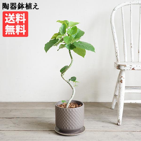 フィカス ウンベラータ ループ樹形 観葉植物 ブラウン 陶器鉢植え 北欧ヴィンテージ風  中型 ゴム...