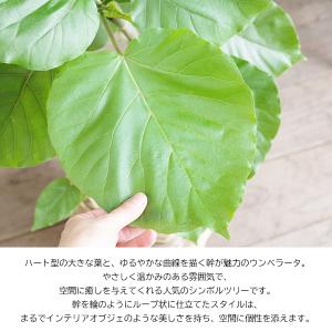 フィカス ウンベラータ ループ樹形 観葉植物 ...の詳細画像1