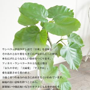 フィカス ウンベラータ ループ樹形 観葉植物 ...の詳細画像3