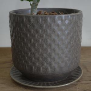 フィカス ウンベラータ ループ樹形 観葉植物 ...の詳細画像5