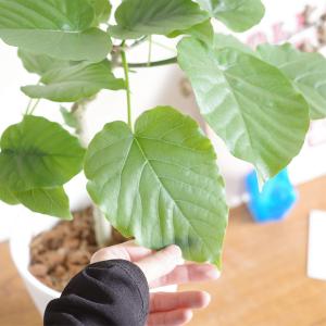 フィカス ウンベラータ ホワイトセラアート鉢植...の詳細画像1