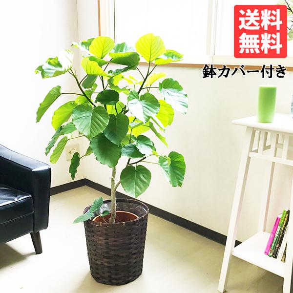 フィカス ウンベラータ 鉢カバー付 送料無料 観葉植物 中型 大型サイズ ゴムの木 ウランベータ 即...