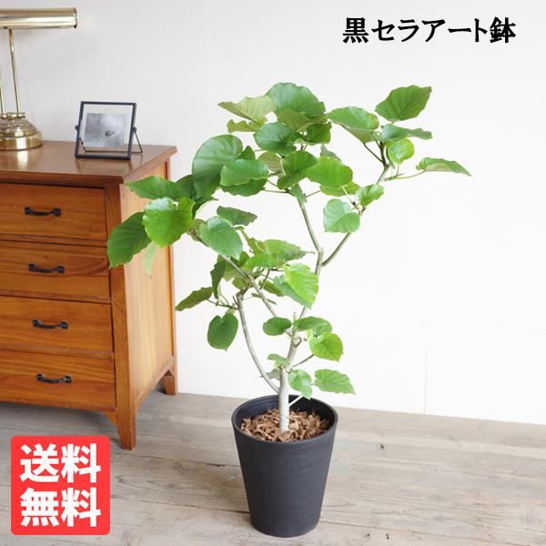 フィカス ウンベラータ 観葉植物 ブラックセラアート鉢 ８号 フィカス ゴムの木 送料無料 ウランベ...