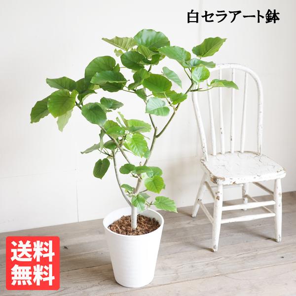 フィカス ウンベラータ 観葉植物 ホワイトセラアート鉢 ８号 ゴムの木 送料無料 ウランベータ 即日...