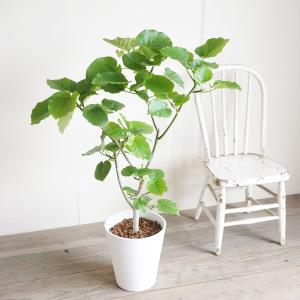 フィカス ウンベラータ 観葉植物 ホワイトセラ...の詳細画像1