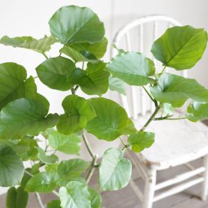 フィカス ウンベラータ 観葉植物 ホワイトセラ...の詳細画像2