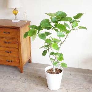 フィカス ウンベラータ 観葉植物 ホワイトセラ...の詳細画像3