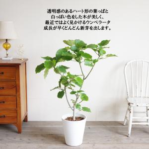 フィカス ウンベラータ 観葉植物 ホワイトセラ...の詳細画像5