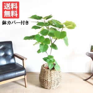 ツピタンサス シェフレラ 観葉植物 ツピダンサス ピュックレリ