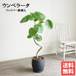 フィカス ウンベラータ ループ樹形 観葉植物 ブラック ファイバー鉢植え 中型 ゴムの木 送料無料 即日出荷