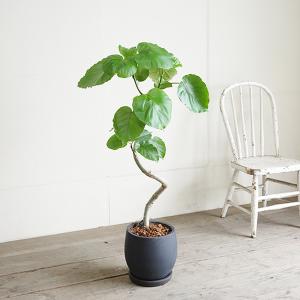 フィカス ウンベラータ ループ樹形 観葉植物 ...の詳細画像2