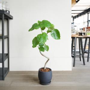 フィカス ウンベラータ ループ樹形 観葉植物 ...の詳細画像3