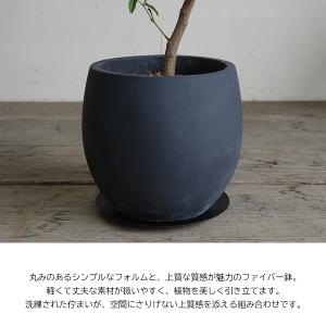 フィカス ウンベラータ ループ樹形 観葉植物 ...の詳細画像5