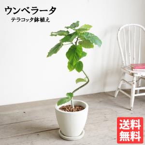 フィカス ウンベラータ ループ樹形 観葉植物 アイボリーテラコッタ植え 中型 ゴムの木 送料無料 即日出荷