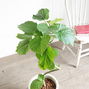 フィカス ウンベラータ ループ樹形 観葉植物 ...の詳細画像2